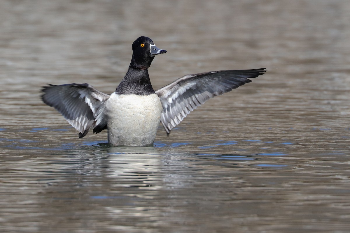 Ring-necked Duck - ML421140601