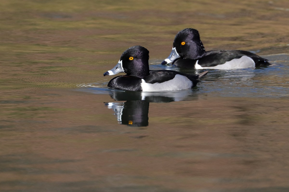 Ring-necked Duck - ML421140611