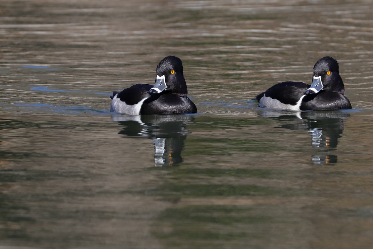 Ring-necked Duck - ML421140621