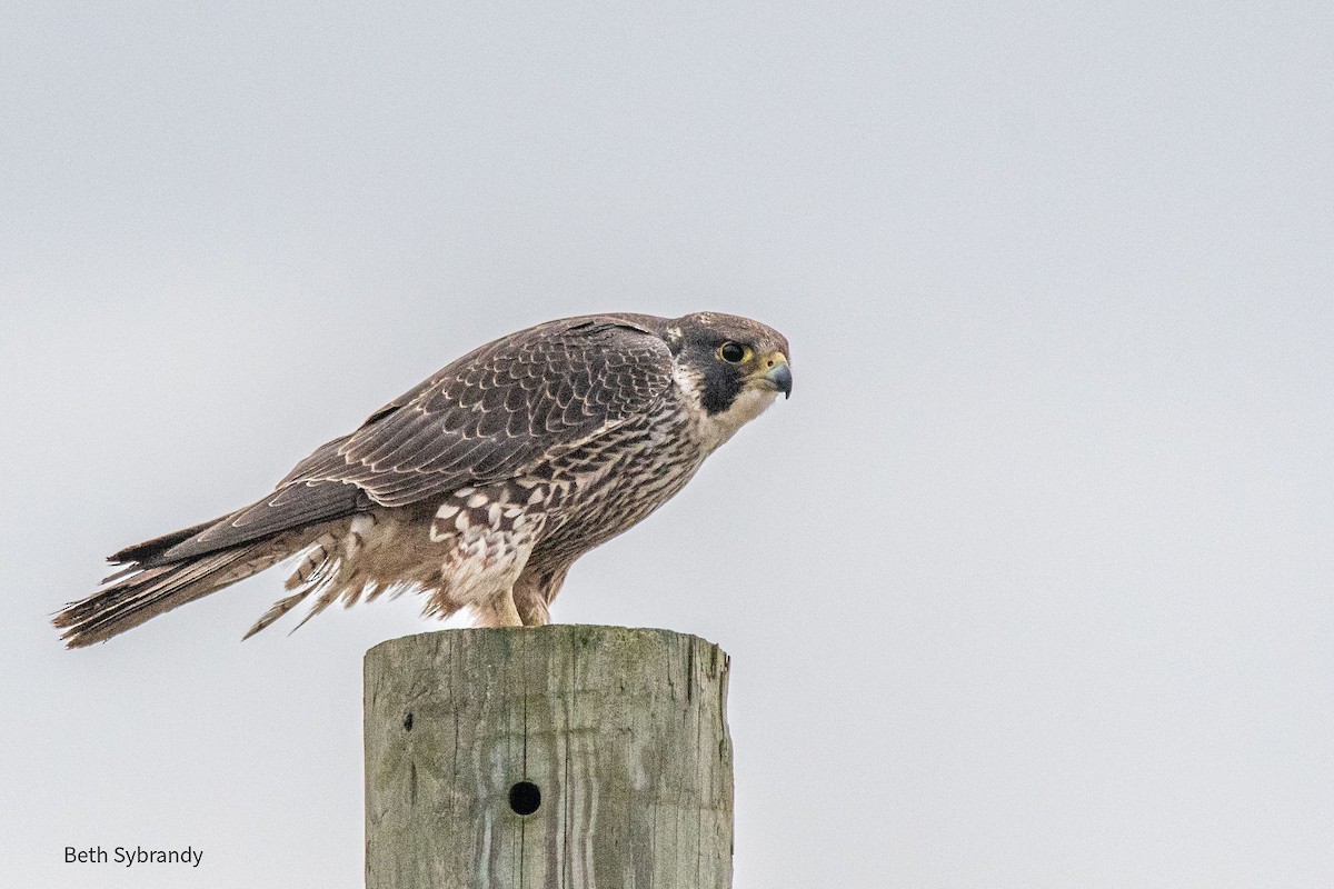 ハヤブサ - ML421140901