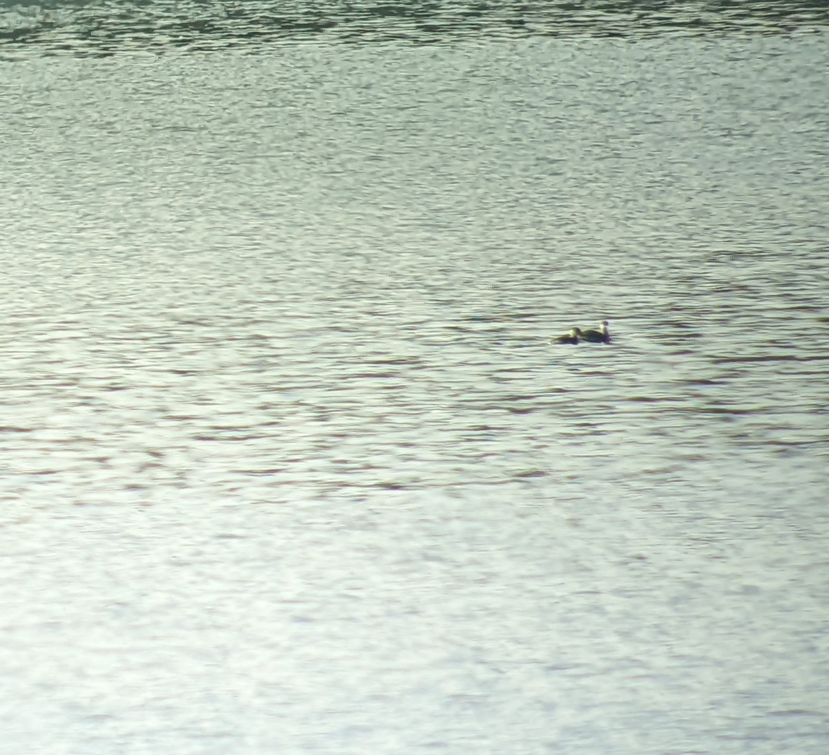 Horned Grebe - ML421140951