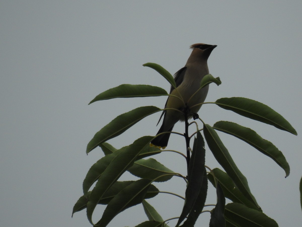 Cedar Waxwing - ML421142221