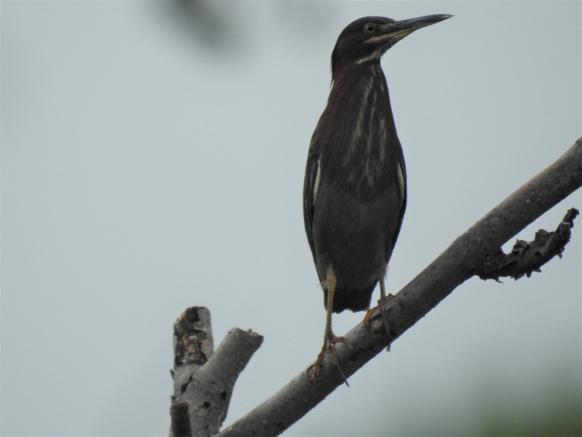 Green Heron - ML421142291