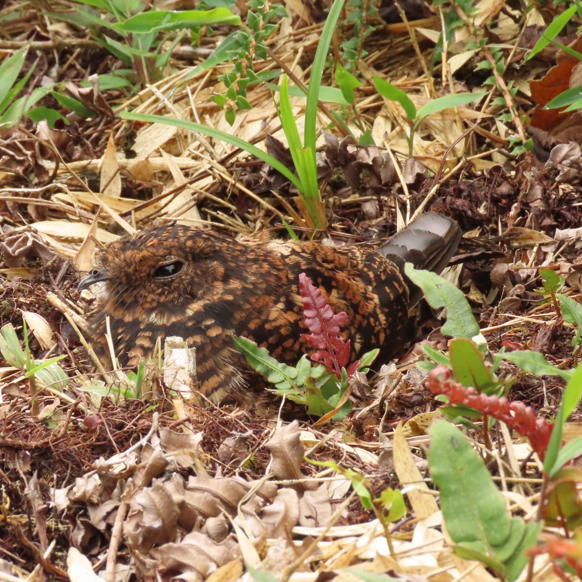 Swallow-tailed Nightjar - ML421145721