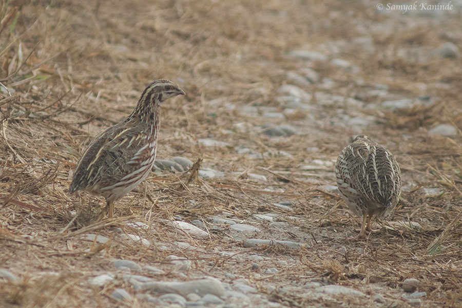 Common Quail - ML42114641