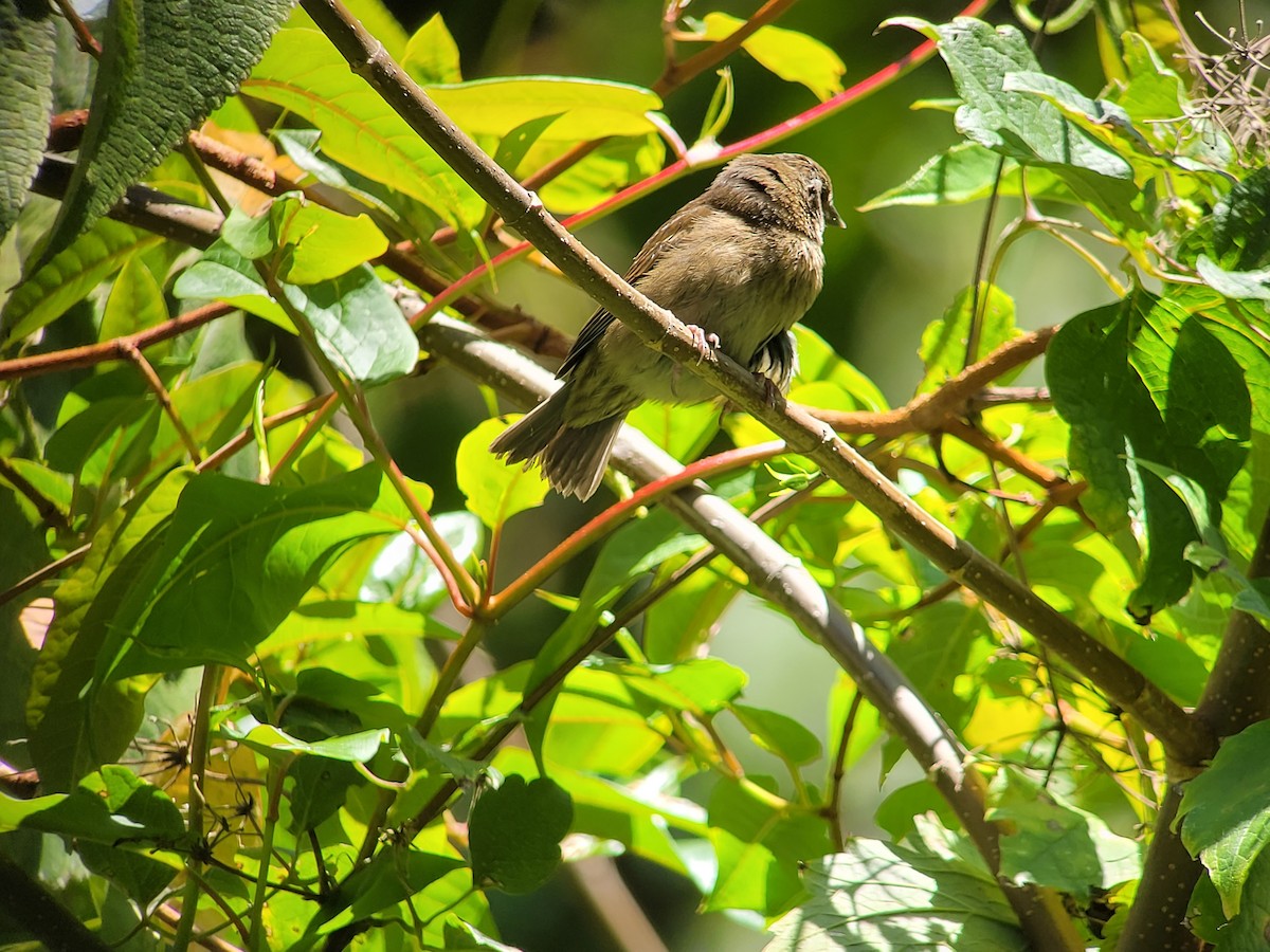 Slaty Finch - ML421147541