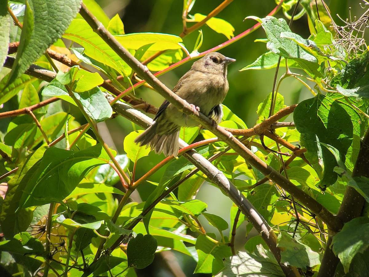 Slaty Finch - ML421147571