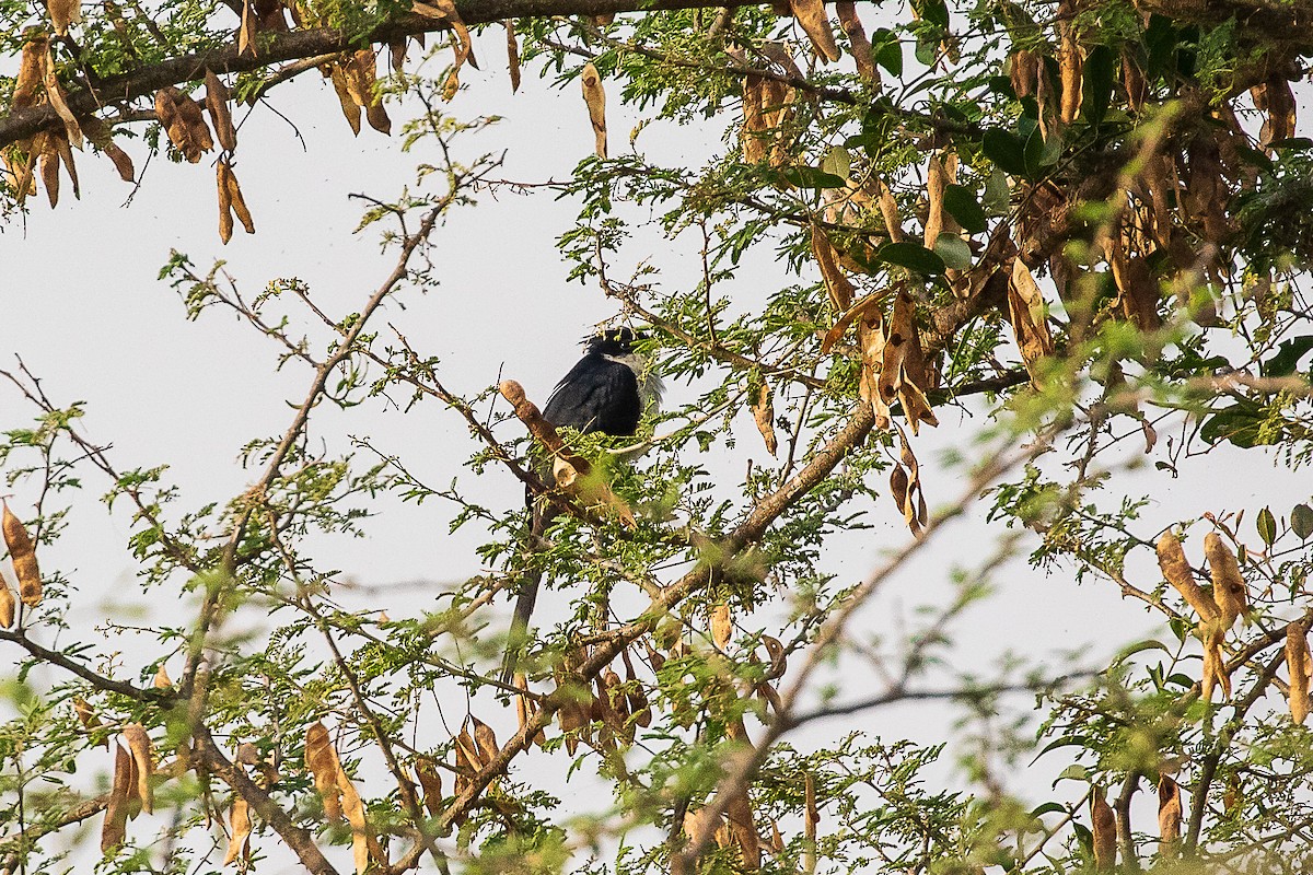 Pied Cuckoo - ML421147631