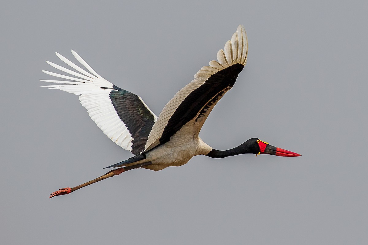 Saddle-billed Stork - ML421148041