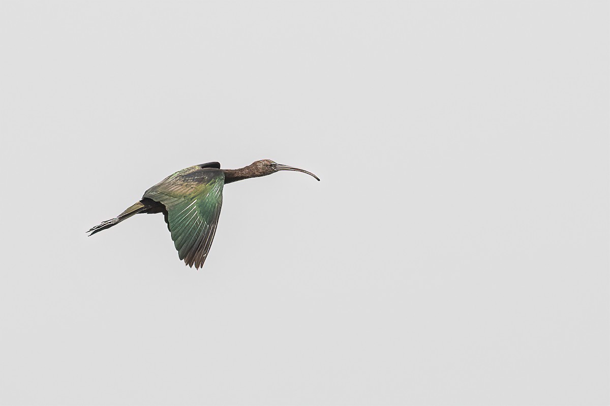ibis hnědý - ML421148181