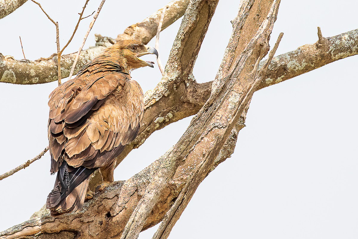 Águila Rapaz - ML421148401