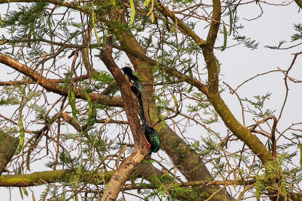 Green Woodhoopoe - ML421148631