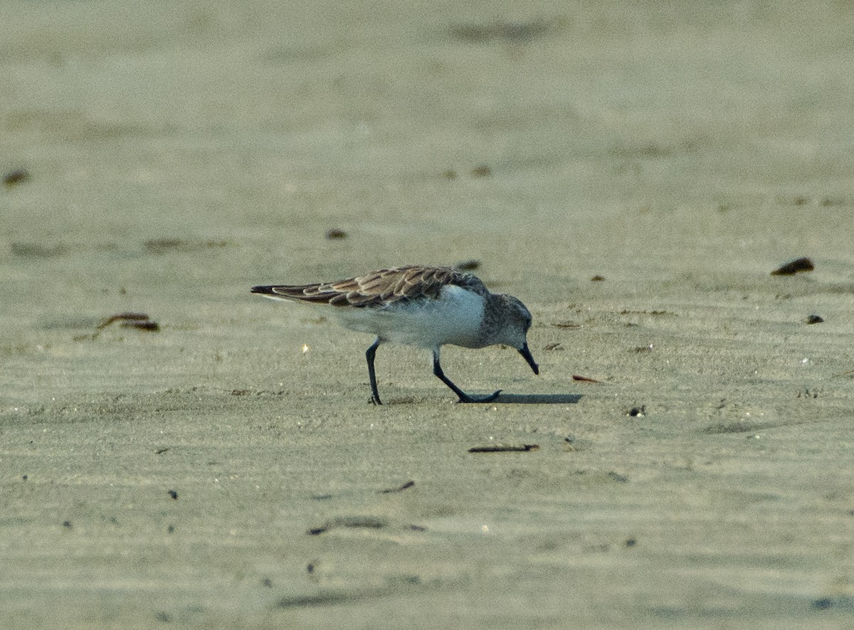 Little Stint - ML421150111