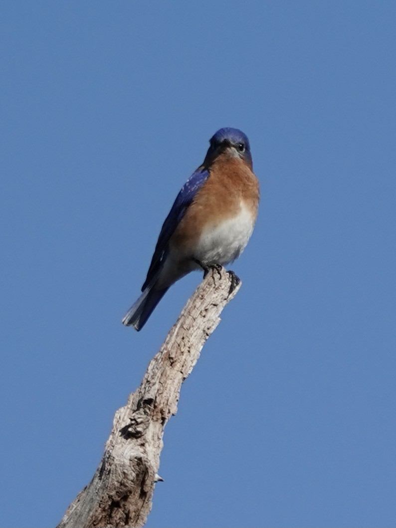 Eastern Bluebird - ML421150151