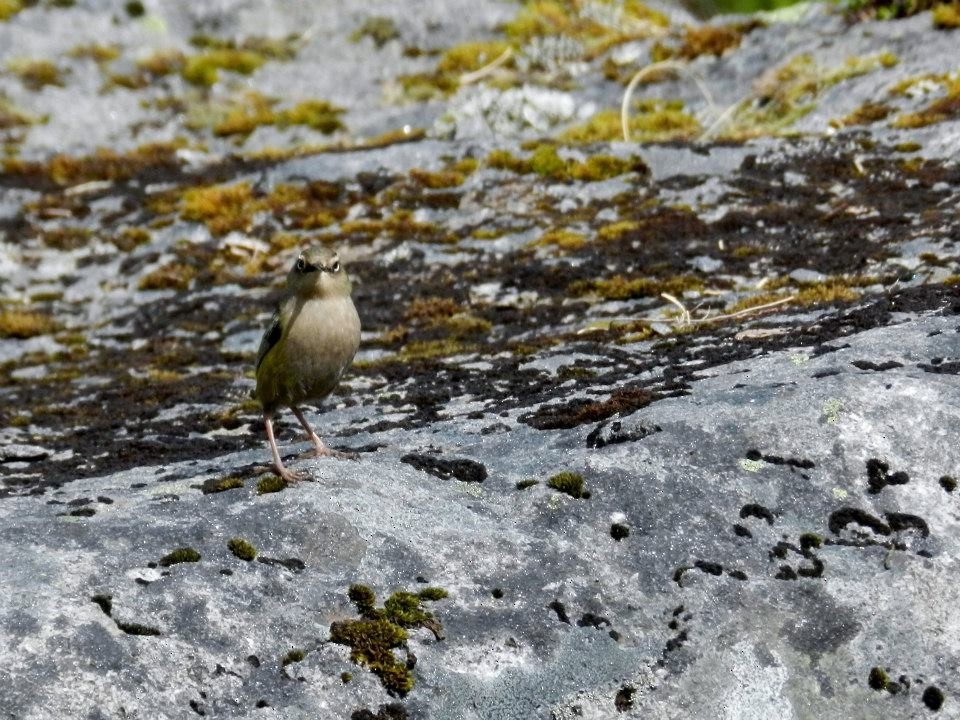 South Island Wren - Edward Jenkins