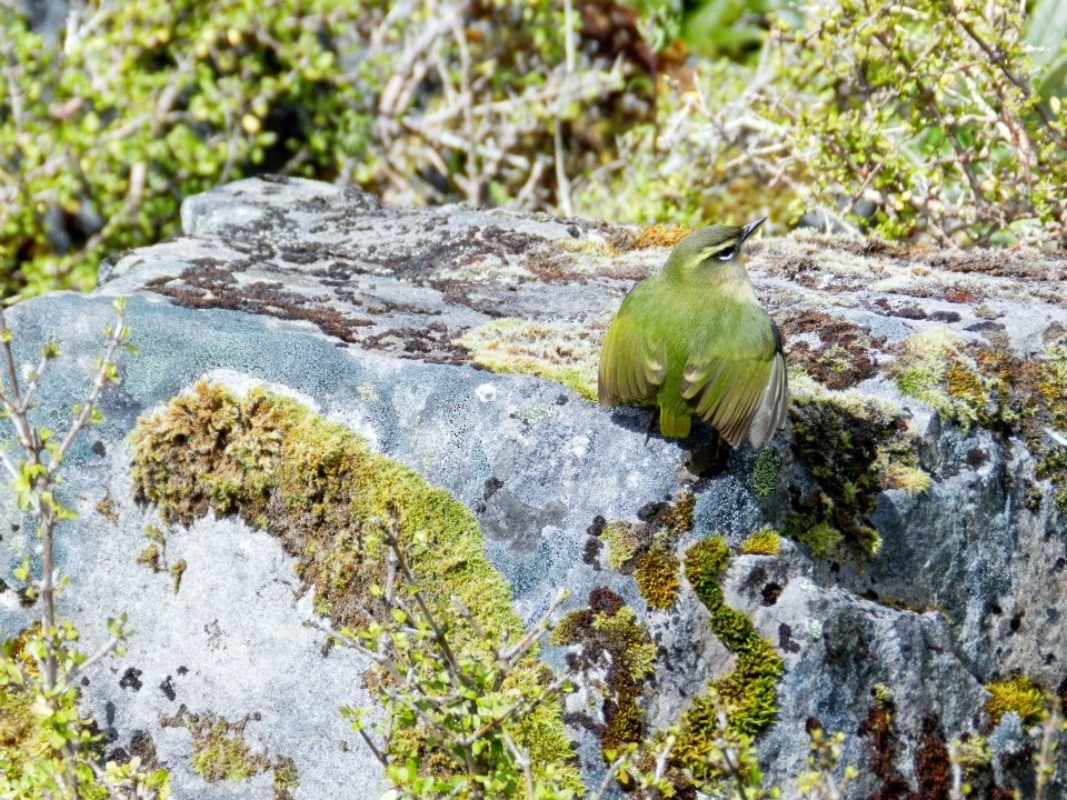 South Island Wren - Edward Jenkins