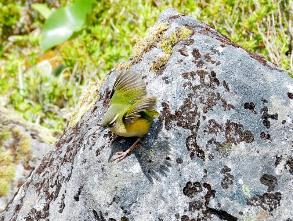 South Island Wren - Edward Jenkins