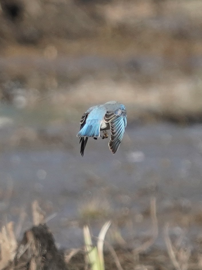 Eastern Bluebird - ML421151381