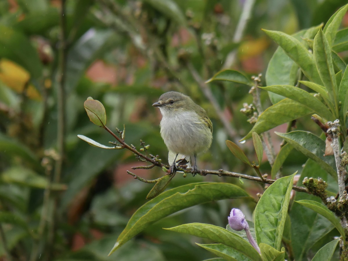 Mistletoe Tyrannulet - Gail Smith