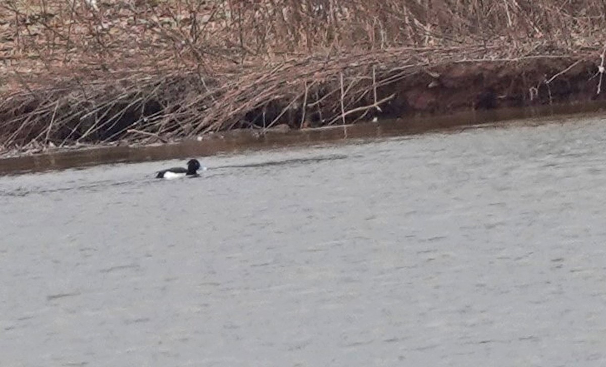 Tufted Duck - John Daniel