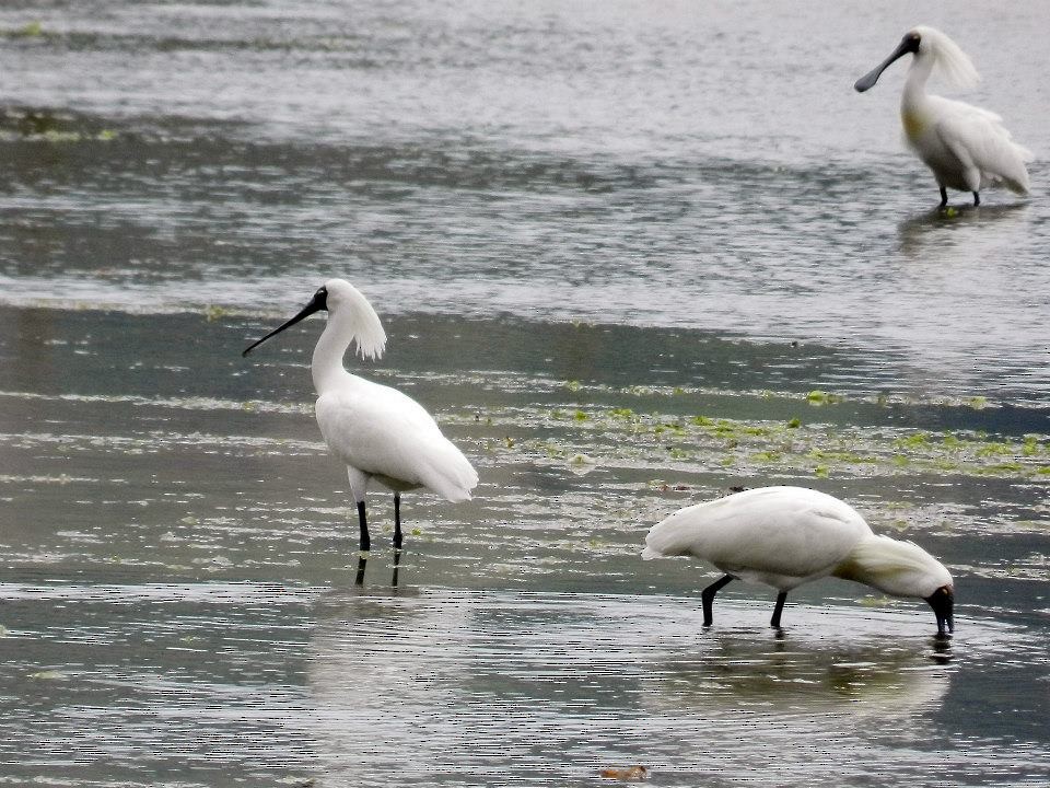 Royal Spoonbill - ML421152391