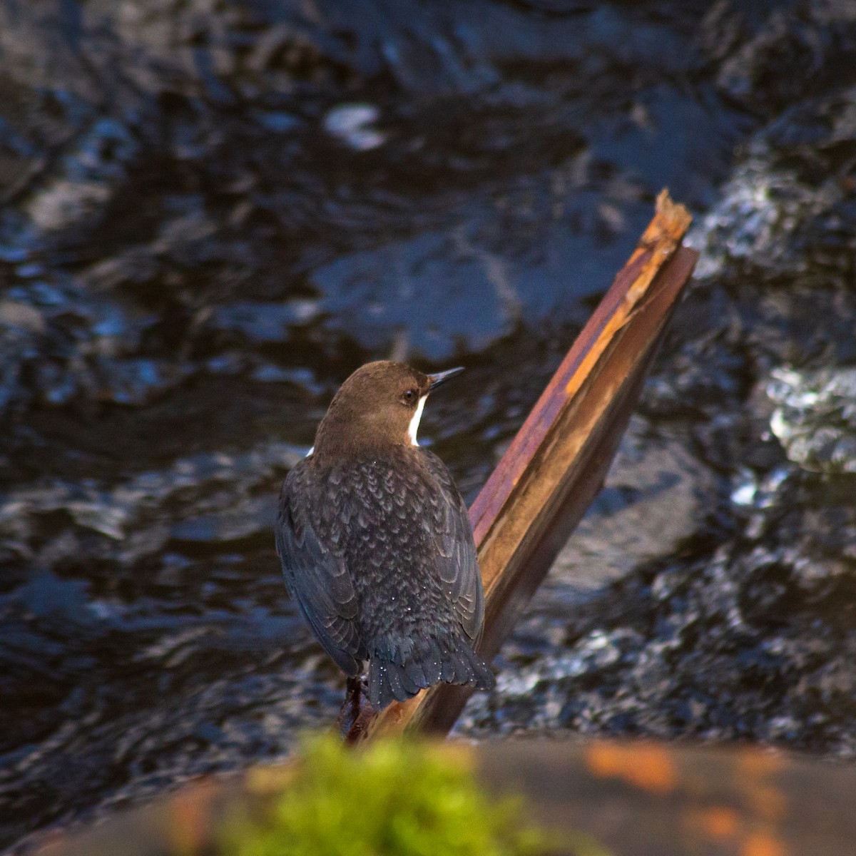 White-throated Dipper - ML421155371