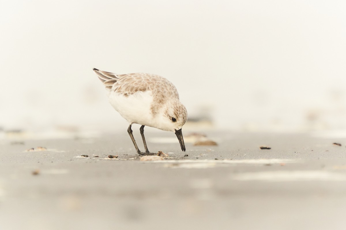 Bécasseau sanderling - ML421156131