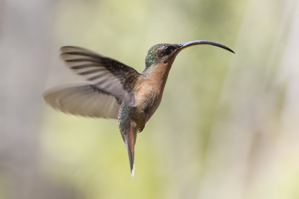 Rufous-breasted Hermit - ML421157741