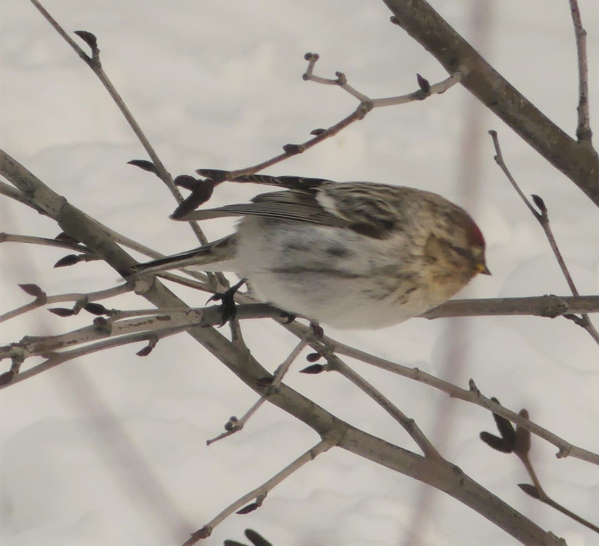 Hoary Redpoll - ML421159851