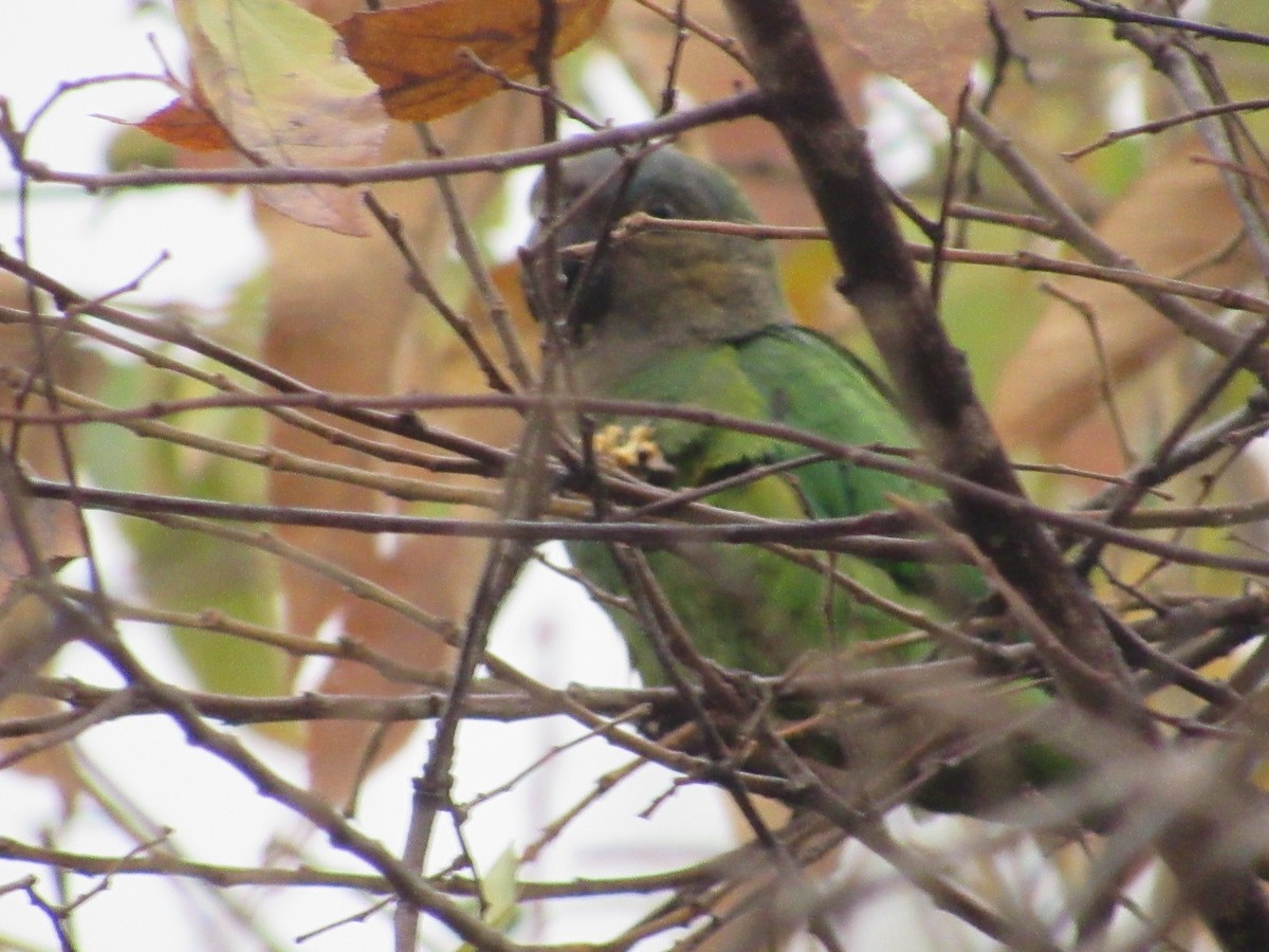 Brown-throated Parakeet - Patrick Riba