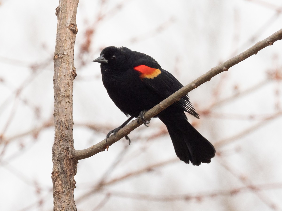 Red-winged Blackbird - Lynn Chapman