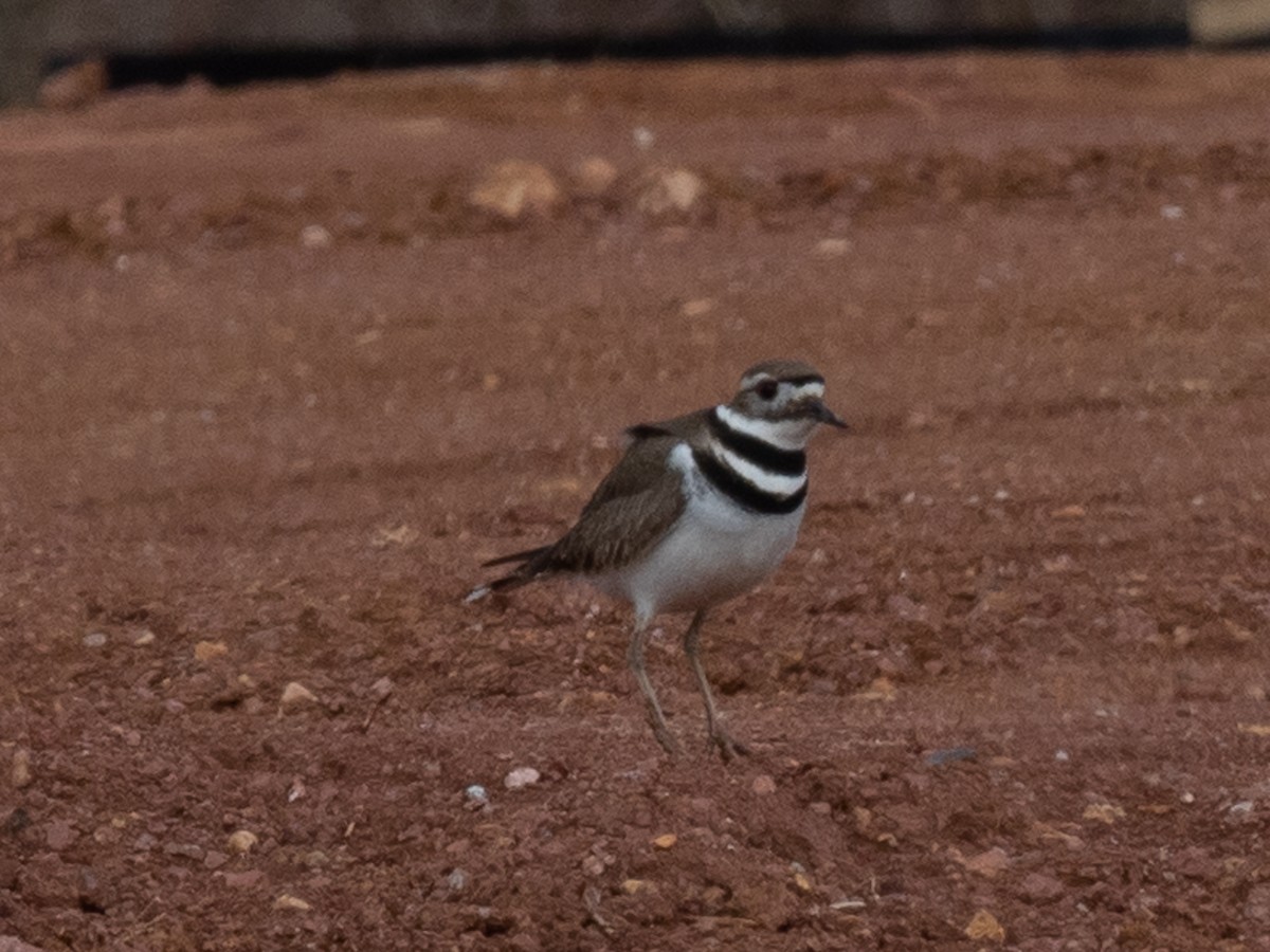 Killdeer - ML421161681