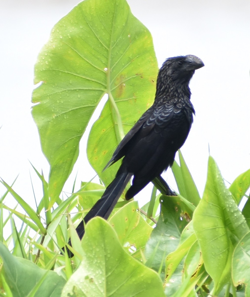 Smooth-billed Ani - ML421161801