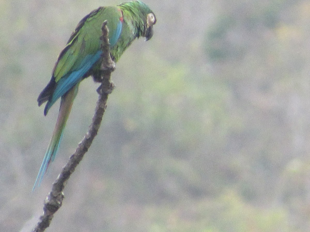 Chestnut-fronted Macaw - Patrick Riba