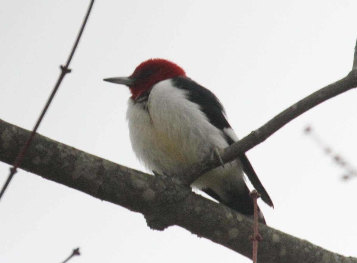 Red-headed Woodpecker - ML42116291