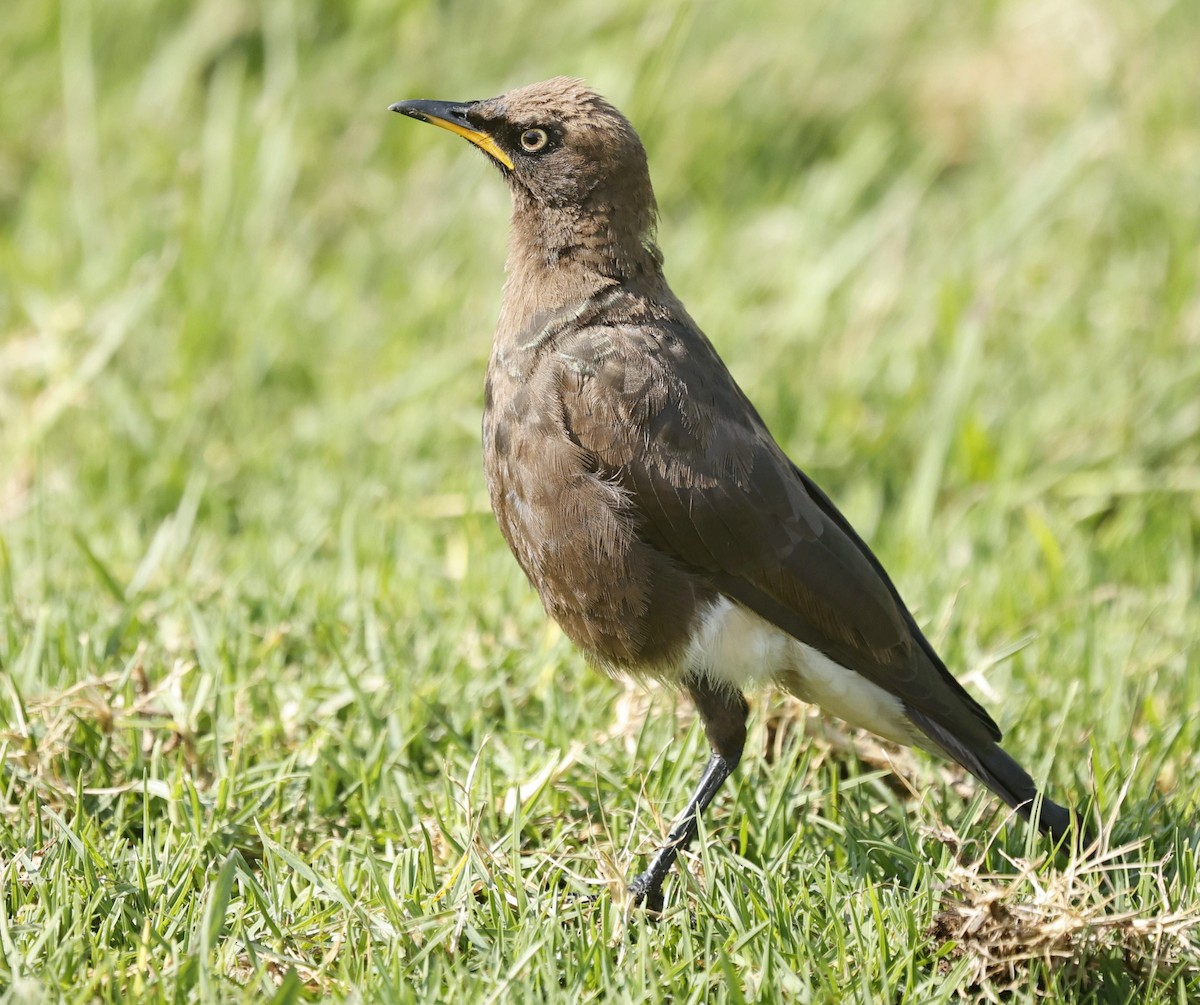 African Pied Starling - ML421164271