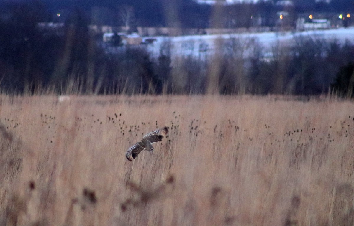 Short-eared Owl - ML421164951