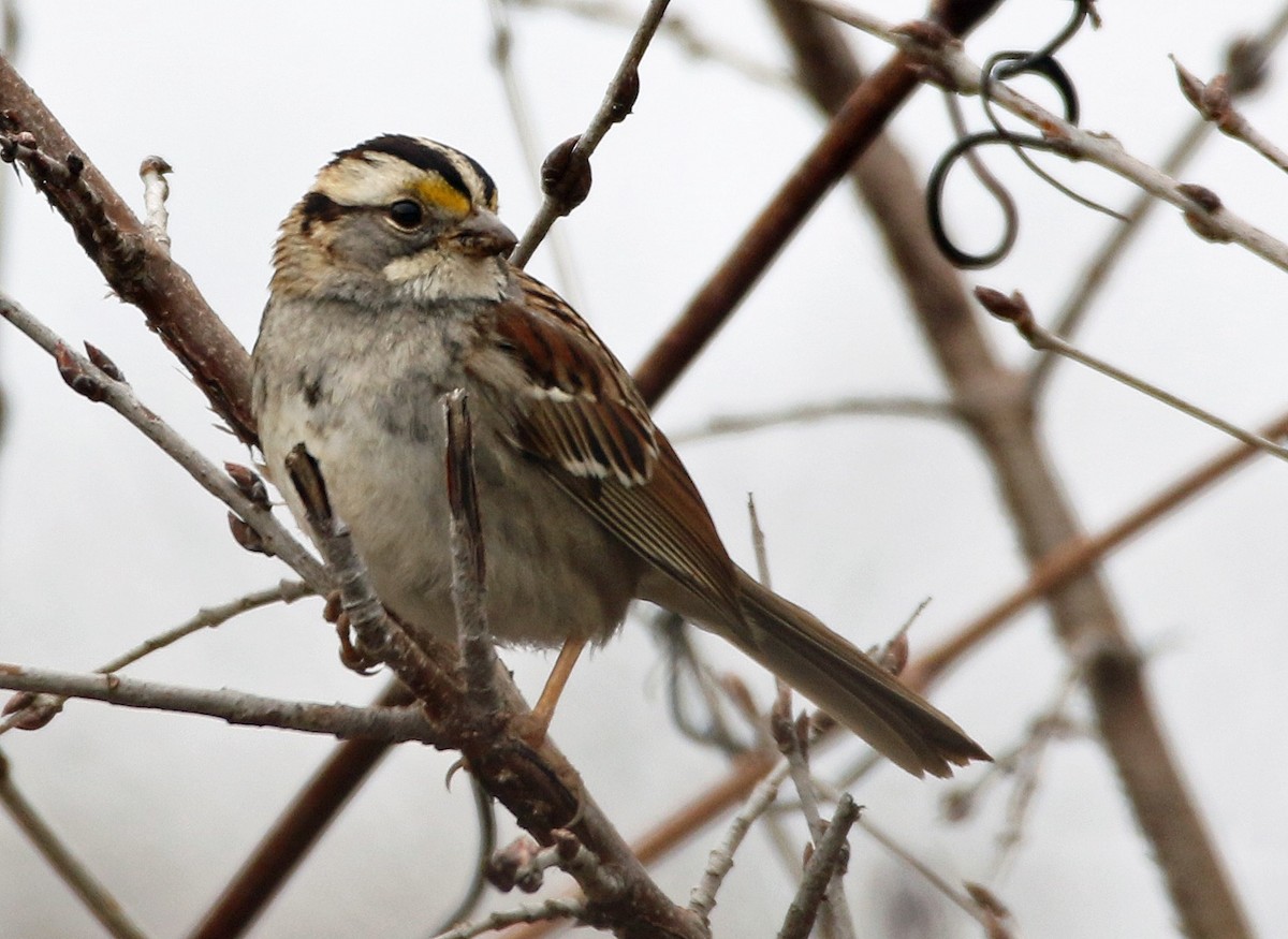 White-throated Sparrow - ML421165371