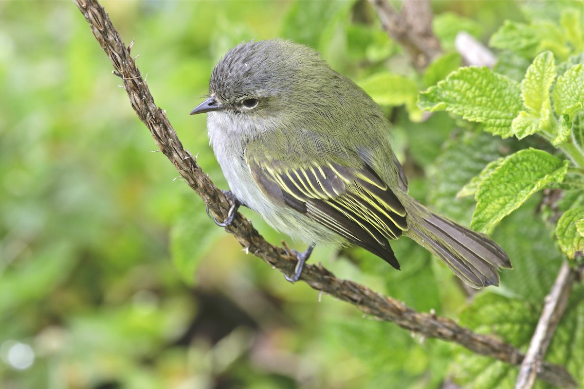 Mistletoe Tyrannulet - Jeanne Verhulst