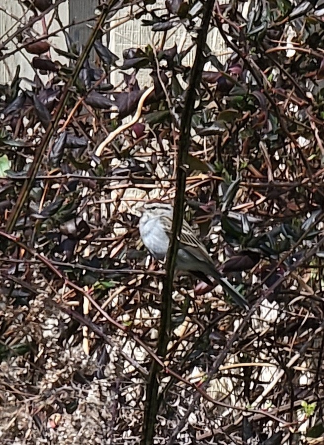 Chipping Sparrow - ML421167591