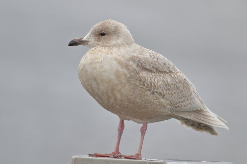 Iceland Gull - ML421169231