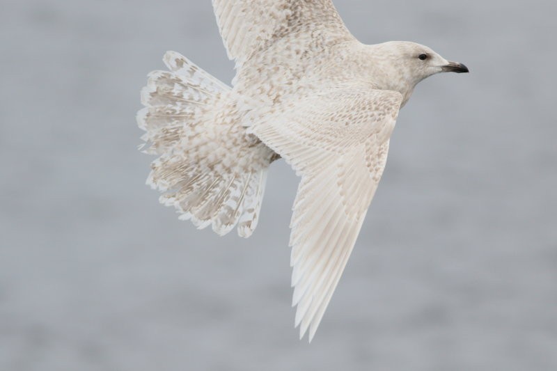 Iceland Gull - ML421169251