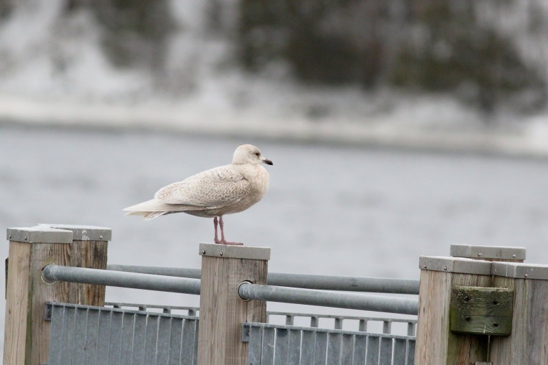 Iceland Gull - ML421169301