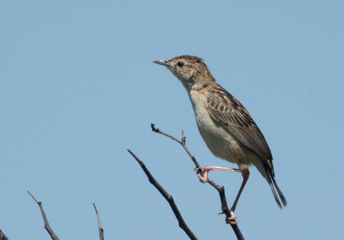 Cloud Cisticola - ML421171261