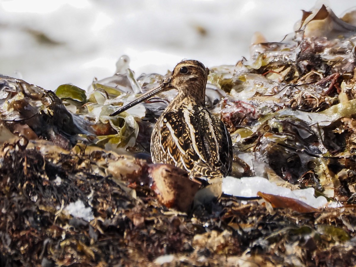 Wilson's Snipe - Angela MacDonald