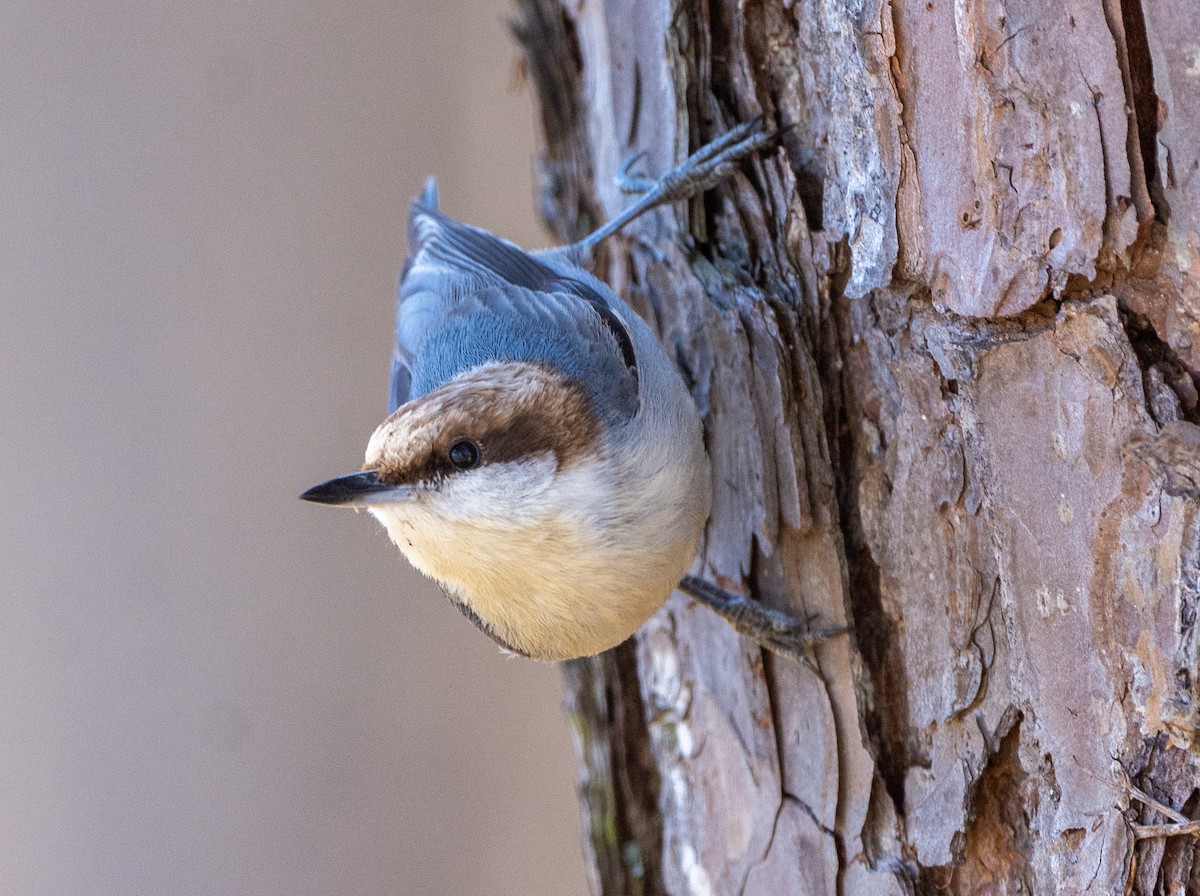 Brown-headed Nuthatch - Eric Bodker