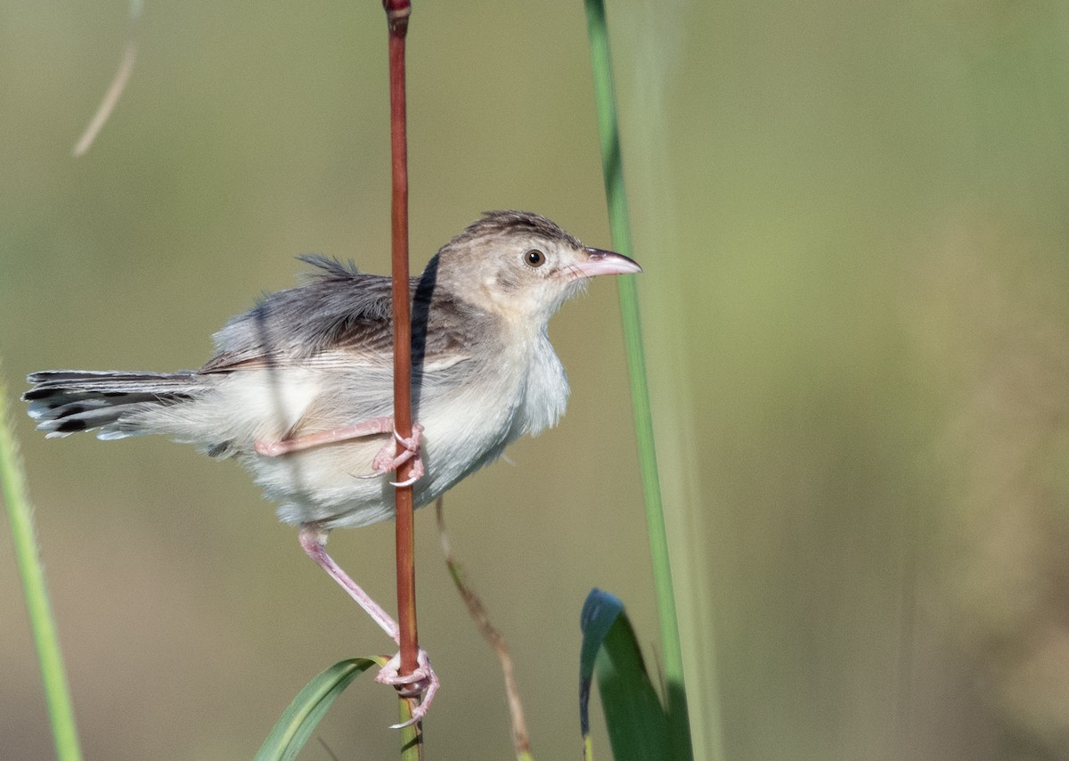 Croaking Cisticola - ML421174791