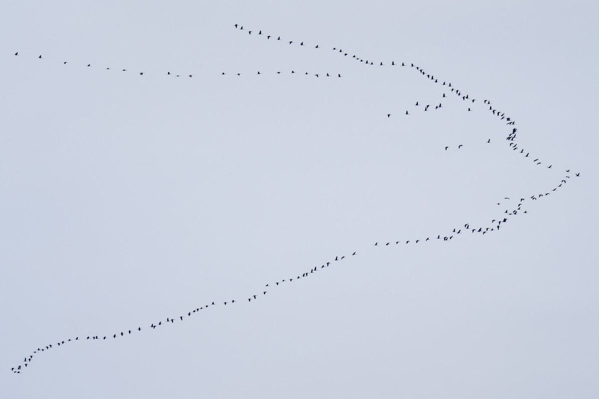 Common Crane - ML421177361