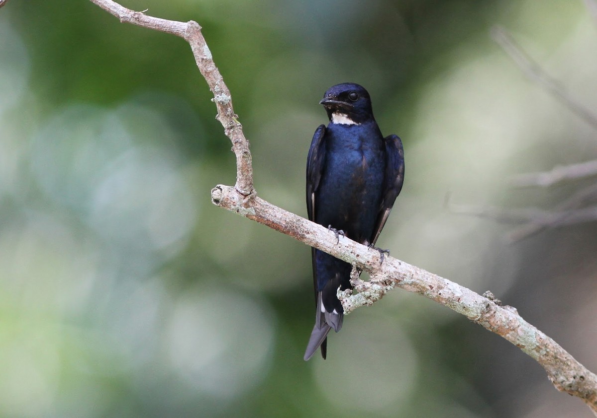 White-throated Blue Swallow - Tim Snieder