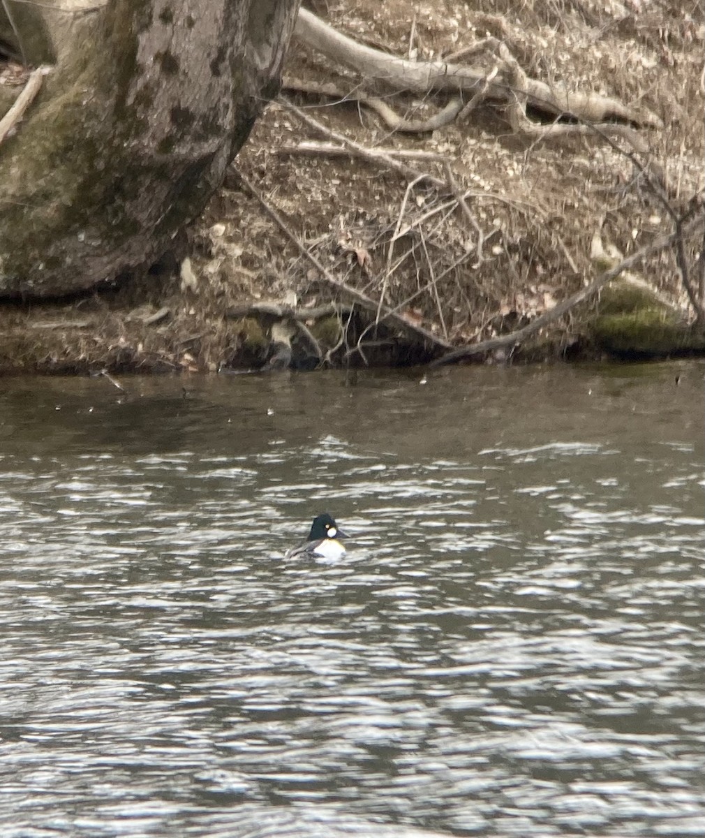 Common Goldeneye - ML421177451